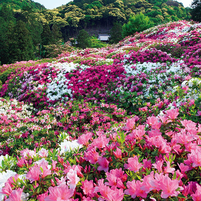 三室戸寺のつつじ