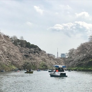 都会のお花見ツアー_1_3