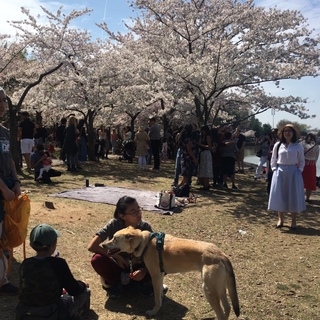 桜を楽しむのは人間だけではありません。ワンちゃん達もいました。