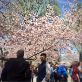 桜を楽しむ人たち。