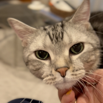 ママのくしゃみにかわいくお返事する猫【編集長キャット アラン 