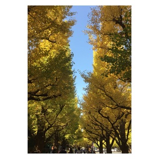 銀杏並木_1_3