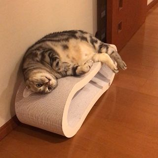 猫あるある。パソコン作業の邪魔をする  Web eclat  50代女性のため 