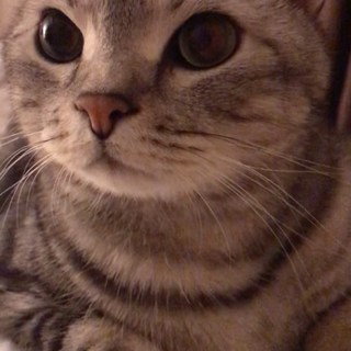 猫動画」の記事一覧  Web eclat  50代女性のためのファッション 