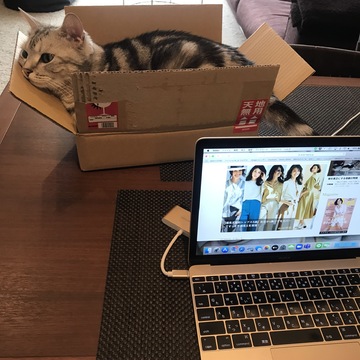 在宅ワークの邪魔をする猫 対策は成功したのか Web Eclat 50代女性のためのファッション ビューティ ライフスタイル最新情報