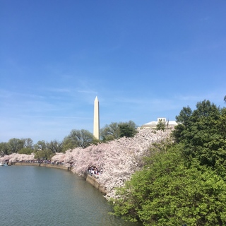 タイダルベイズン(Tidal Basin)。ポトマック川に隣接する入り江で咲き誇る見事な桜たち。