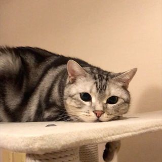 猫パンチ の記事一覧 Web Eclat 50代女性のためのファッション ビューティ ライフスタイル最新情報