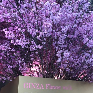 都会のお花見ツアー_1_5