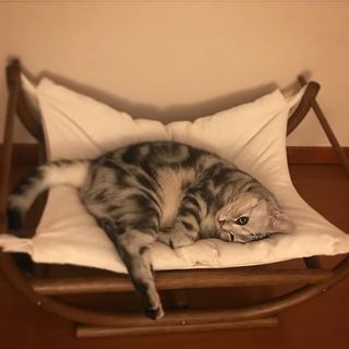 お腹のモフ毛  Web eclat  50代女性のためのファッション 